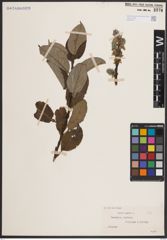 Foto von Salix caprea L.